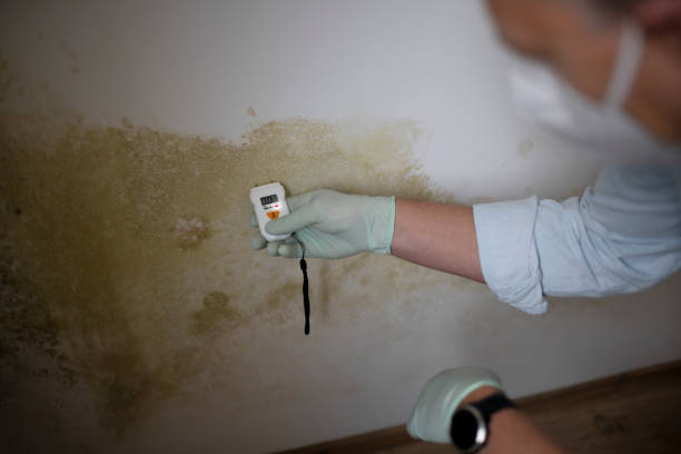 Best Attic Mold Remediation in Southern Gateway, VA
