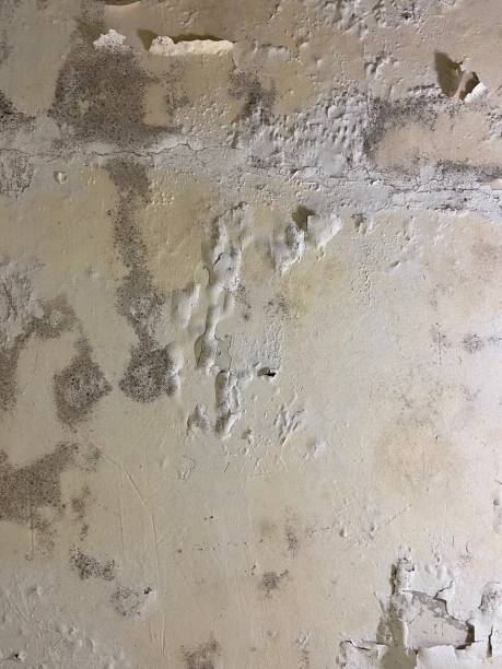 Professional Mold Remediation in Southern Gateway, VA
